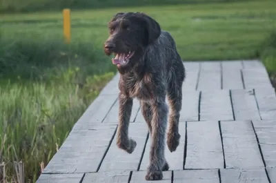 Немецкий дратхаар - описание породы, размеры и фото собаки | Цена дратхаара  | Pet-Yes