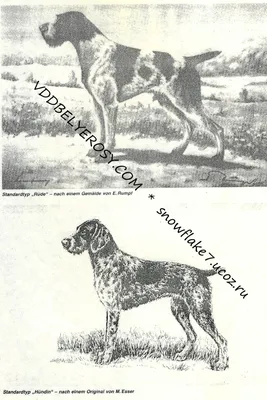 Розплiдник von Jagerwelt - 🐾Наконец и питомник von Jagerwelt решился на  создание своей странички на ФБ...надеюсь, мы Вам будем полезны и интересны.  Ведь питомник создан достаточно давно: 🔴Один из первых официально  зарегистрированных