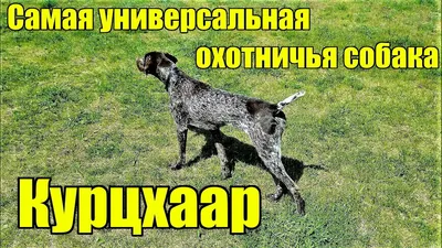 Открыта предварительная запись на щенков породы Дойч Дратхаар. - Форум  охотников - tathunter.ru