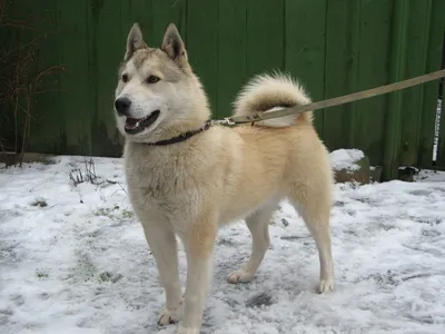 Пин от пользователя gaege на доске Dogs | Охотничьи собаки, Собаки, Собачьи  лапы