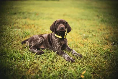 Курцхаар или немецкая короткошерстная легавая - Hunting dog