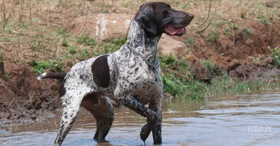 Курцхаар: описание породы, 🐕 характер собаки, содержание, фото