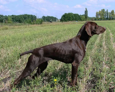 Немецкий курцхаар (German Shorthaired Pointer) (Породы собак) курцхаар  собака, курцхаар фото, курцхаар купить, щенки курцхаара, курцхаар собака  фото, собака немецкий курцхаар, немецкая легавая курцхаар Энциклопедия о  животных EGIDA.BY