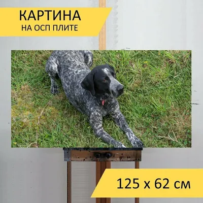 Курцхаар — MyPets.kz