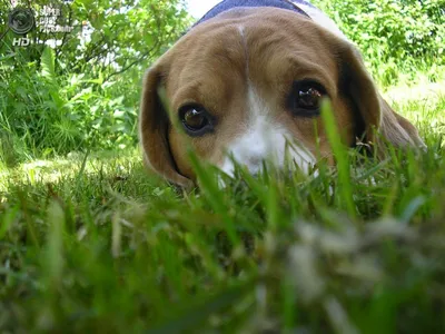 Бигль (англ. beagle — гончая) — охотничья порода собак, выведенная в  Великобритании. in 2023 | Beagle, Funny animals, Dogs