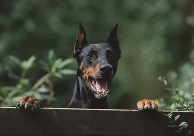 Охранные породы собак: 🐕 лучшие собаки для охраны дома