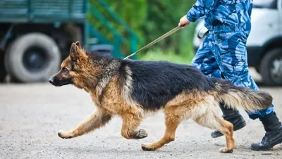 Пастушьи охранные собаки. Обучение пастушьих собак для охраны скота Роланд  Бергер — читать книгу онлайн в Букмейте