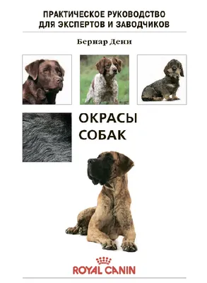 Генетика окрасов собак, часть №8 | Пикабу