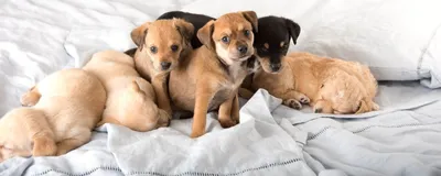 Книги от Royal Canin