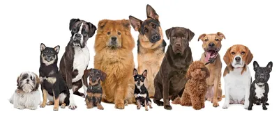 DogWinner - первое образовательное сообщество владельцев собак | ГЕНЕТИКА ОКРАСОВ  СОБАК - Онлайн-лекция по генетике окрасов собак с Л.А | Facebook