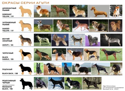 Локус А. Окрасы агути — ОКНО в генетику собак