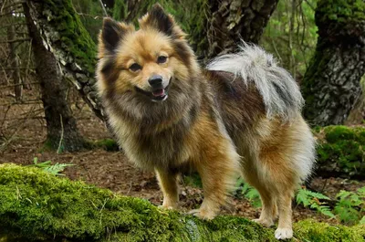 Генетика окрасов собак/Dog coat colour genetics | Facebook