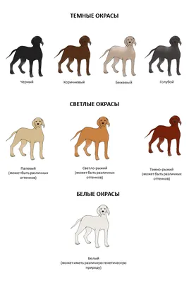 Генетика окрасов - Питомник Kalabrias Mafia!