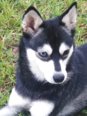 Veterinary genetics center Zoogen - Мы ищем таланты! Бесплатный тест на  Гималайский окрас собак. Вместе ищем редкую мутацию! Многие из вас знают  историю Матишека.Несмотря на все усилия сохранить уникальную аллель, нам не