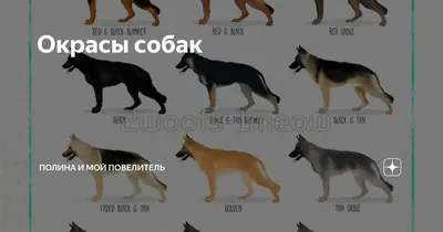 Окрасы у грейхаундов и их наследование | Пикабу