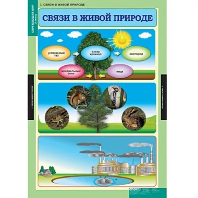 Окружающий мир 4 класс. Тесты Часть 2. ФГОС - Межрегиональный Центр «Глобус»