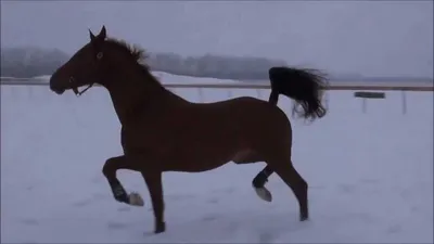 Лучшие фотографии Ольденбургской лошади