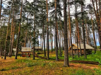 База отдыха Ёлки - Курск, Курская область, фото базы отдыха, цены, отзывы