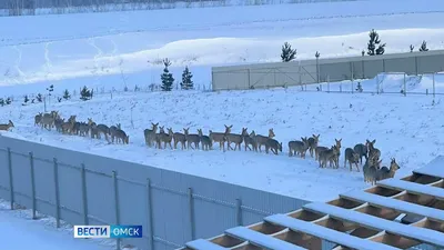 Омск сегодня сдует.