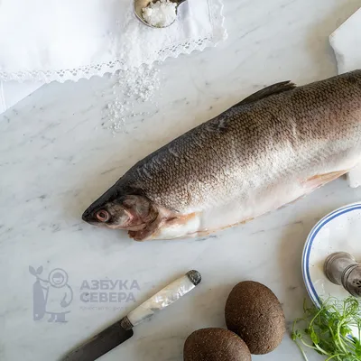 Омуль арктический, неразделанный, свежемороженый (~1,5кг), купить с  доставкой по Москве и области: по цене 917 ₽ за 1000 г.