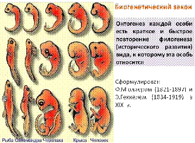 Презентация на тему: \"Онтогенез Онтогене́з - индивидуальное развитие  организма от оплодотворения и до смерти.организма оплодотворениясмерти.\".  Скачать бесплатно и без регистрации.