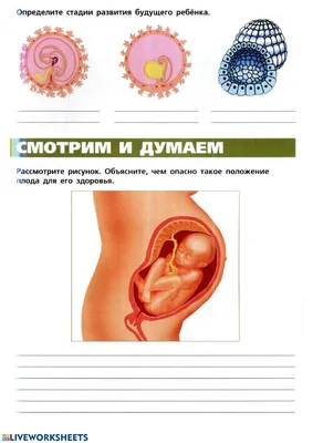 ⠀⠀Биогенетический закон Геккеля-Мюллера «онтогенез повторяет филогенез»  относится к эмбриональному развитию живых существ. Но его можно… | Instagram