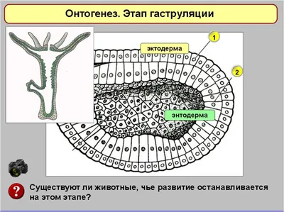 Презентация на тему :\"Онтогенез\"