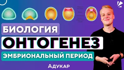 Онтогенез человека worksheet | Live Worksheets