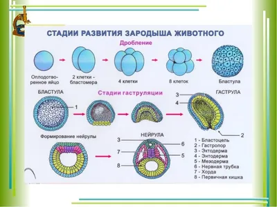 Живая материя. Книга 1: Онтогенез жизни и эволюционная биология. Кн.1. |  Яшин Алексей Афанасьевич - купить с доставкой по выгодным ценам в  интернет-магазине OZON (375825453)