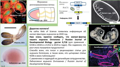 Онтогенез. Большая российская энциклопедия