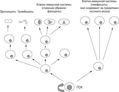 Онтогенез. Прогенез. Эмбриогенез.