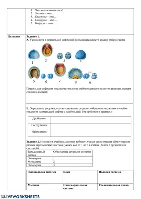 Рабочий лист: \"Онтогенез. Индивидуальное развитие организма\"