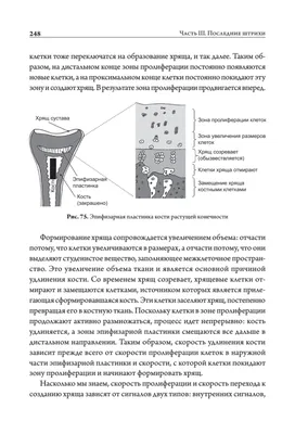 ОНТОГЕНЕЗ КОЖИ | Лицо, Химический пилинг, Верхняя губа