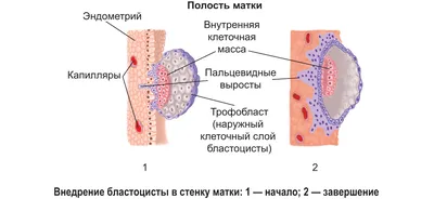 Timosha Жестовые Символы согласных поздний онтогенез