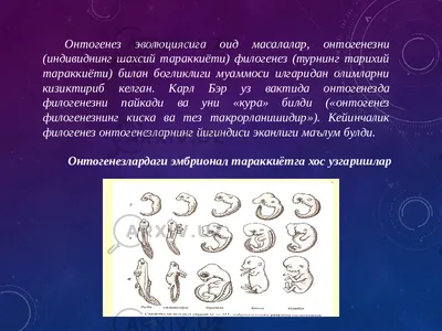 Иллюстрация 10 из 33 для Онтогенез. От клетки до человека - Джейми Дейвис |  Лабиринт - книги. Источник: