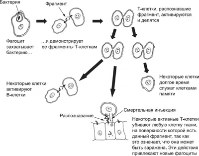 3D IDEA Звуки раннего онтогенеза из дерева ранний онтогенез