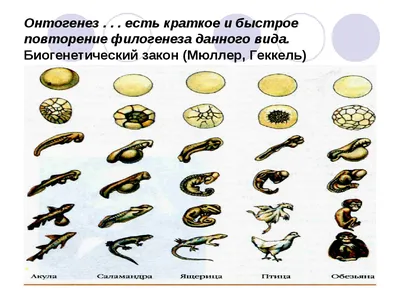 Моторный онтогенез - это... - Марина Михайловна | Facebook