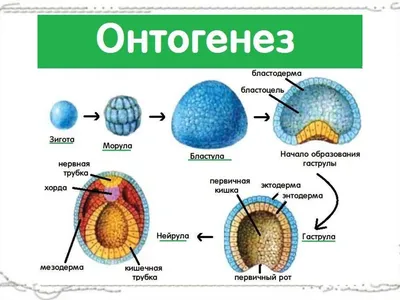 Онтогенез. От клетки до человека