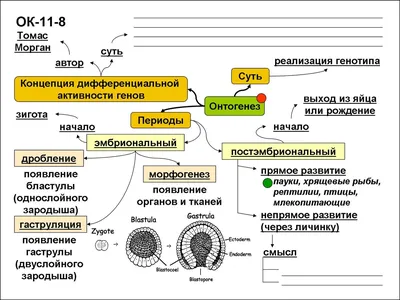 Индивидуальное развитие, или онтогенез | Арина Кочурова | Дзен