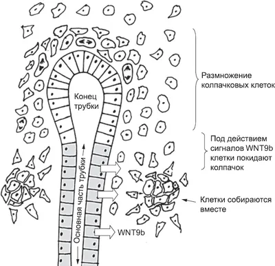 kindermassage.panorama - ❗❗МОТОРНЫЙ ОНТОГЕНЕЗ- это изменение движений и  двигательных возможностей человека на протяжении его жизни. ⠀ 👶 С момента  рождения ребёнок не умеет владеть своими движениями, 👐на первом году жизни  ребёнок проходит