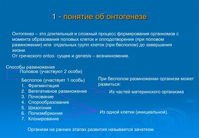 Онтогенез - индивидуальное развитие организма