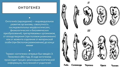 Книга Структурно-слоговая организация речи дошкольников: онтогенез и  дизонтогенез - купить педагогики, психологии, социальной работы в  интернет-магазинах, цены на Мегамаркет | 163