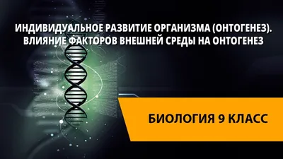 Звуки раннего онтогенеза из дерева ранний онтогенез 3D IDEA 169521760  купить за 93 400 сум в интернет-магазине Wildberries