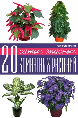 20 самых опасных комнатных растений | Растения, Домашние растения, Комнатные  растения