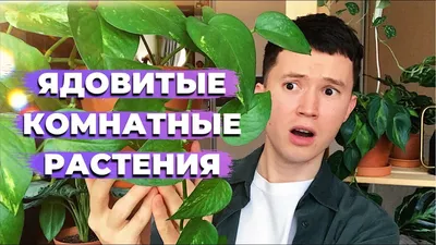 Полезные комнатные растения