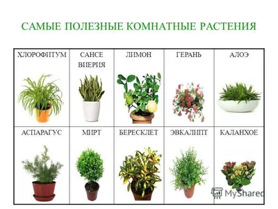 10 комнатных растений. Чем они полезны и опасны для человека | Новости  Таджикистана ASIA-Plus