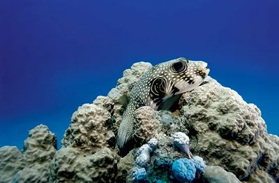 🐡🐠🐟 Опасные рыбки Красного моря | Cooltripsegypt | Дзен