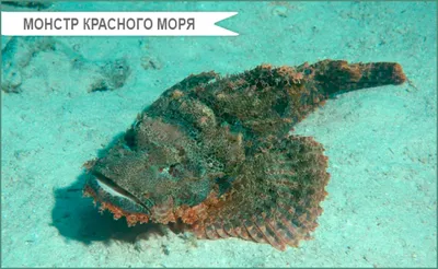 🐡🐠🐟 Опасные рыбки Красного моря | Cooltripsegypt | Дзен