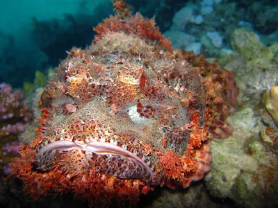 Фото страшных рыб. Красное море, Египет, Шарм-Эль-Шейх — DiveFoto