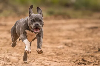 🐶Самые опасные породы собак: новичкам не заводить! | Собачье дело | Дзен